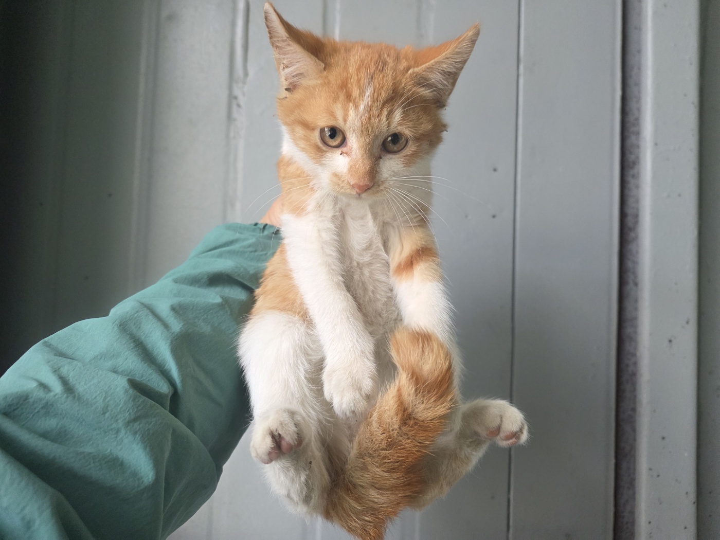 보호중 한국 고양이…